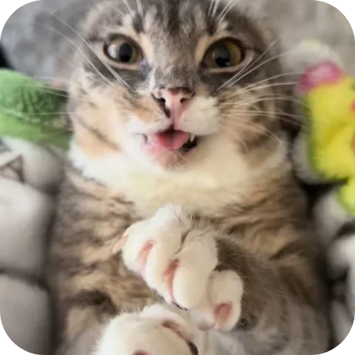 🐱 Стикер «Rigby» для Telegram