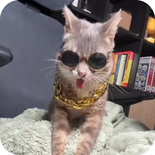 🐱 Стикер «Rigby» для Telegram