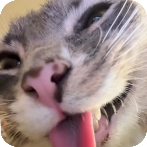 🤲 Стикер «Rigby» для Telegram