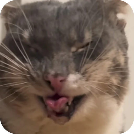 🐱 Стикер «Rigby» для Telegram