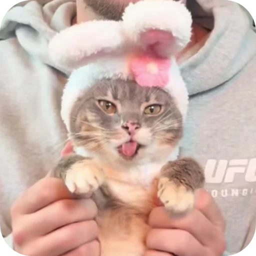 🐱 Стикер «Rigby» для Telegram