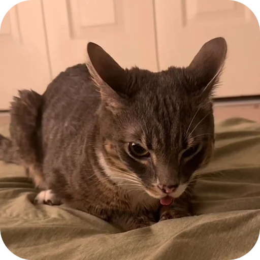 😀 Стикер «Rigby» для Telegram