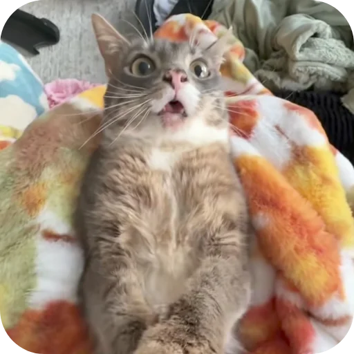 🐱 Стикер «Rigby» для Telegram