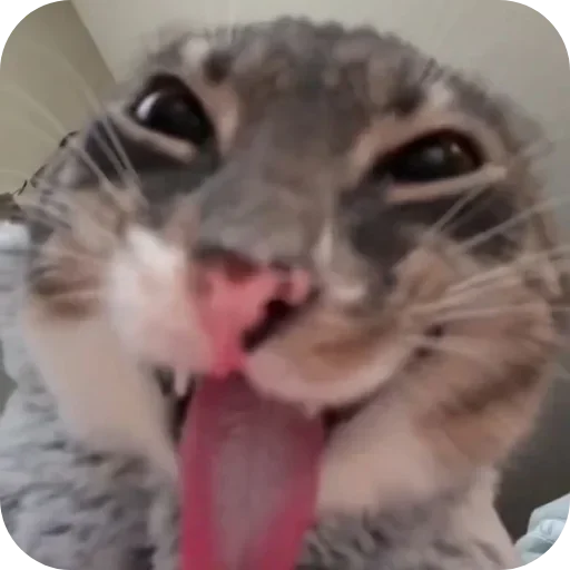 🐱 Стикер «Rigby» для Telegram