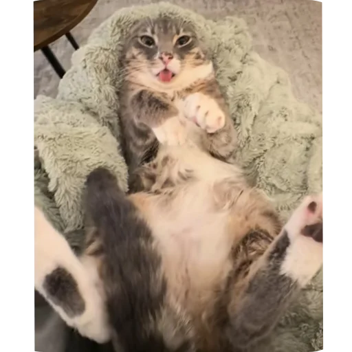 🐱 Стикер «Rigby» для Telegram