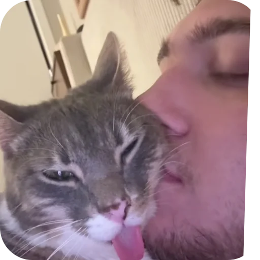 🐱 Стикер «Rigby» для Telegram
