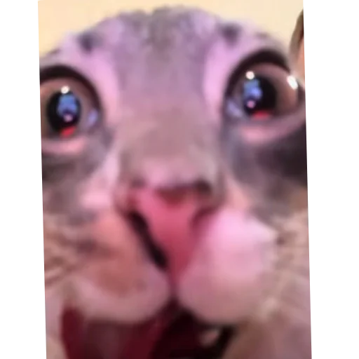 🐱 Стикер «Rigby» для Telegram