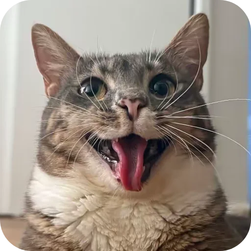 🐱 Стикер «Rigby» для Telegram