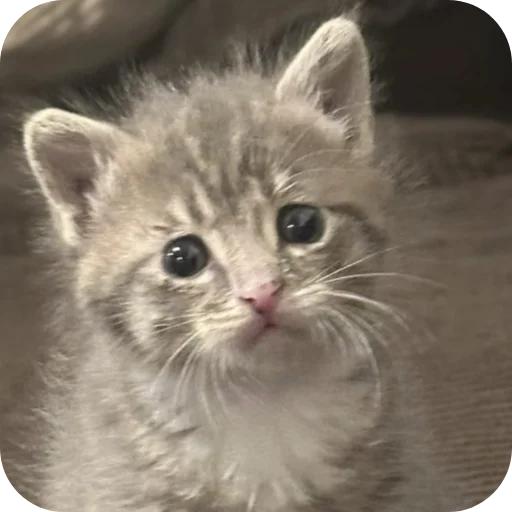 🐱 Стикер «Rigby» для Telegram