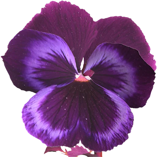 💗 Стикер «The Violet Flower» для Telegram