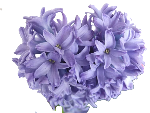 💜 Стикер «The Violet Flower» для Telegram