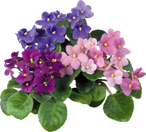 ✨ Стикер «The Violet Flower» для Telegram