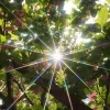 Стикер 16 Природа