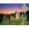 Стикер 49 Природа