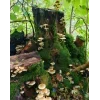 Стикер 21 Природа