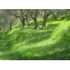 Стикер 57 Природа