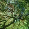 Стикер 13 Природа