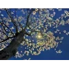 Стикер 47 Природа