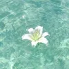 Стикер 4 Природа
