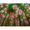 Стикер 59 Природа