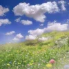 Обложка набора Природа