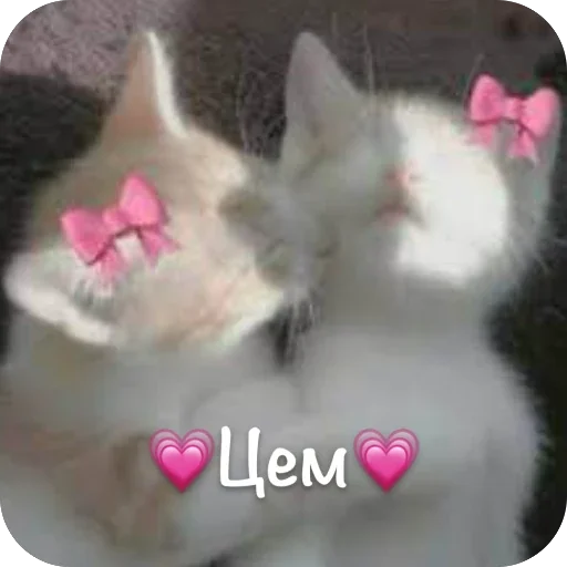 🫥 Стикер «This is my» для Telegram