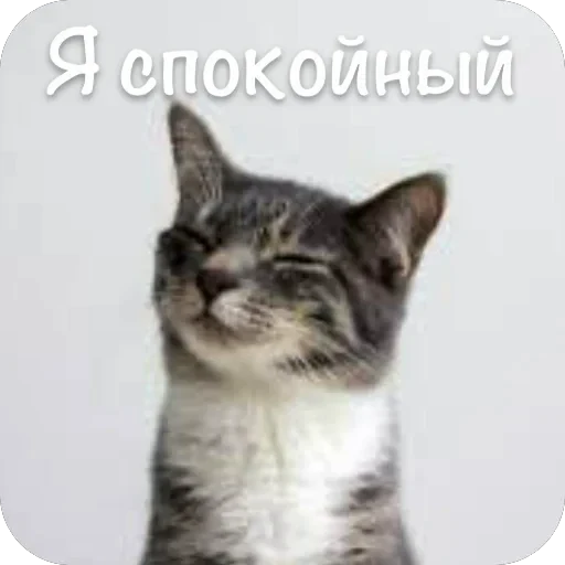 🫥 Стикер «This is my» для Telegram