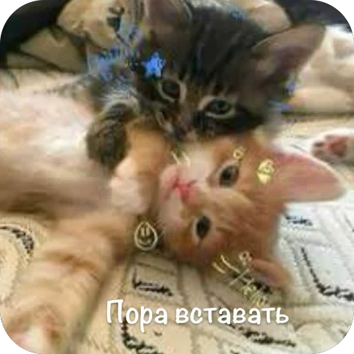 🫥 Стикер «This is my» для Telegram