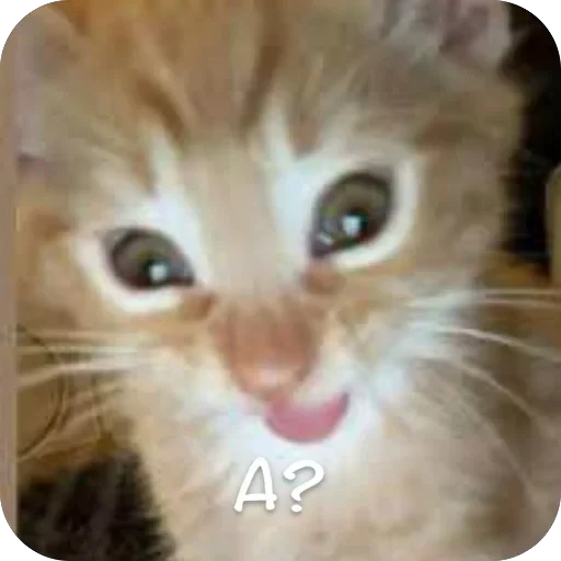 🫥 Стикер «This is my» для Telegram