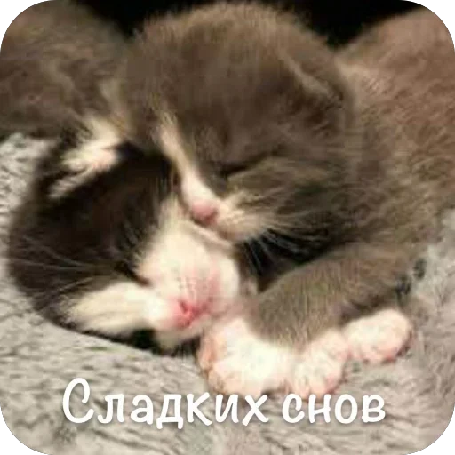 🫥 Стикер «This is my» для Telegram