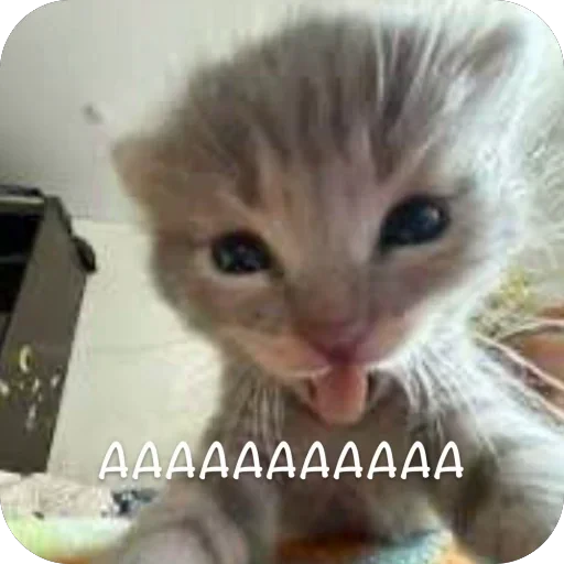 🫥 Стикер «This is my» для Telegram