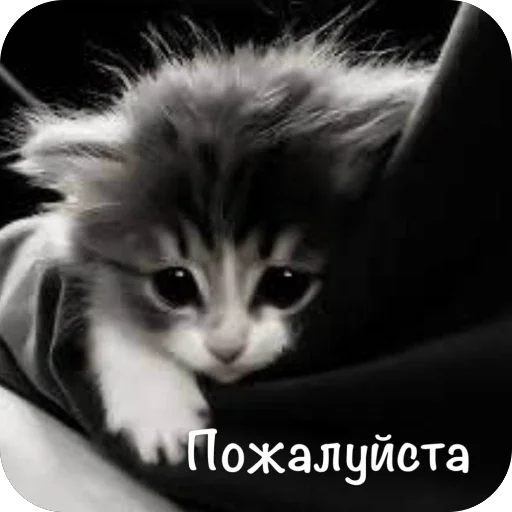 🫥 Стикер «This is my» для Telegram