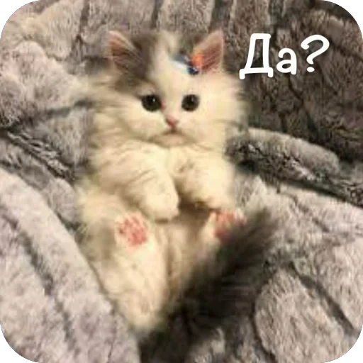 🫥 Стикер «This is my» для Telegram