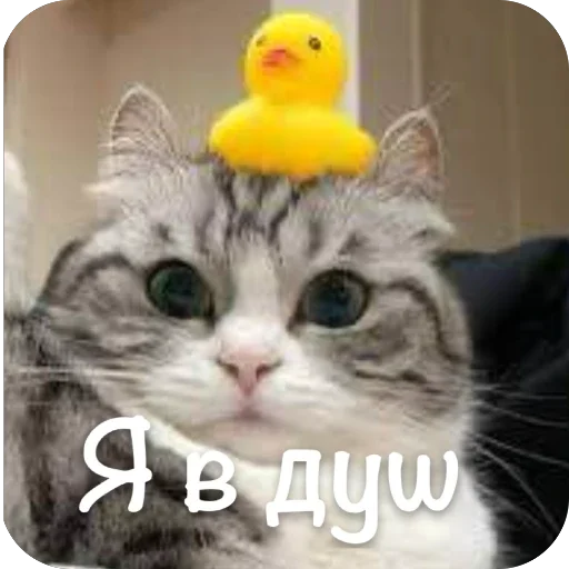 🫥 Стикер «This is my» для Telegram