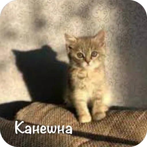 🫥 Стикер «This is my» для Telegram