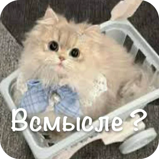 🫥 Стикер «This is my» для Telegram