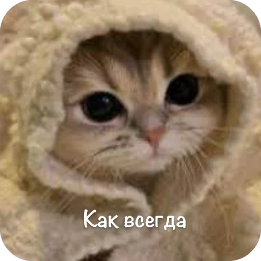 🫥 Стикер «This is my» для Telegram