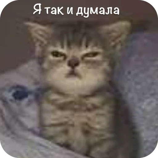 🫥 Стикер «This is my» для Telegram