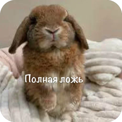 🫥 Стикер «This is my» для Telegram