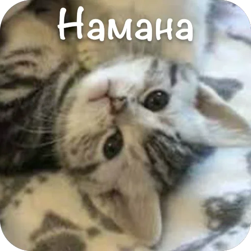 🫥 Стикер «This is my» для Telegram