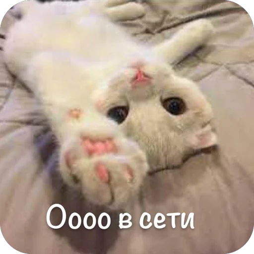 🫥 Стикер «This is my» для Telegram