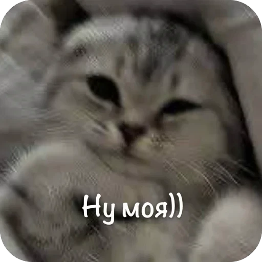 🫥 Стикер «This is my» для Telegram