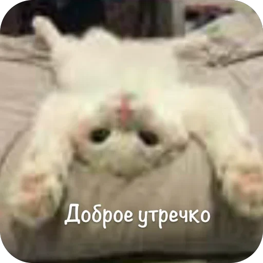 🫥 Стикер «This is my» для Telegram