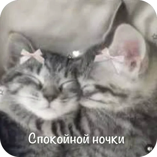 🫥 Стикер «This is my» для Telegram