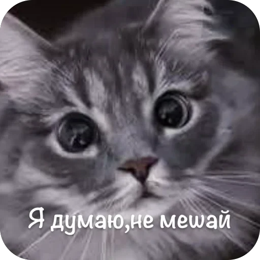 🫥 Стикер «This is my» для Telegram