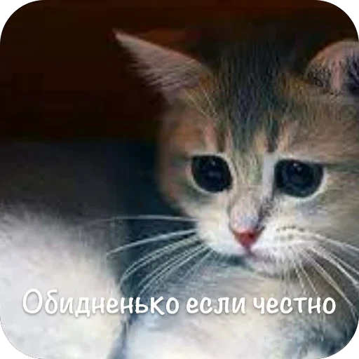 🫥 Стикер «This is my» для Telegram