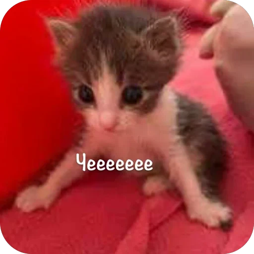 Стикерпак This is my для Telegram