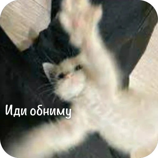 🫥 Стикер «This is my» для Telegram