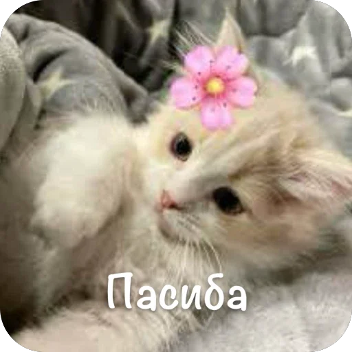 🫥 Стикер «This is my» для Telegram