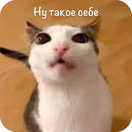 🫥 Стикер «This is my» для Telegram